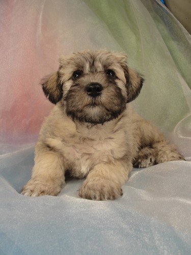 Male Schnoodle puppy for sale #26 Born February 25th 2012